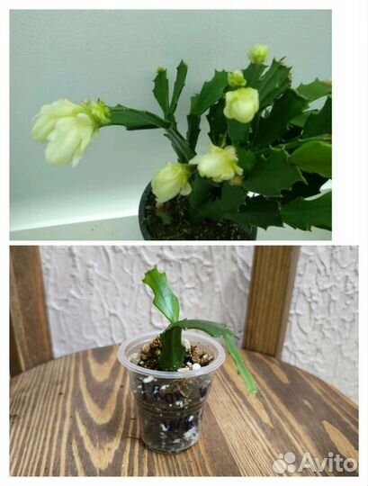 Шлюмбергера