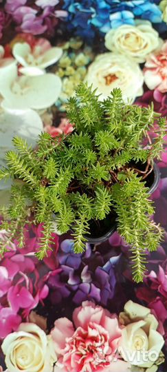 Очиток шестирядный