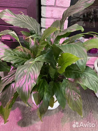 Спатифиллум