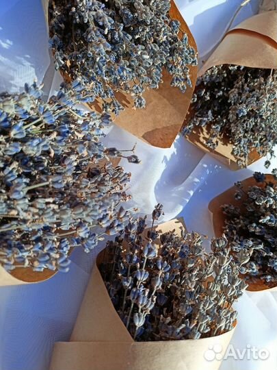 Букет Лаванды 2023года