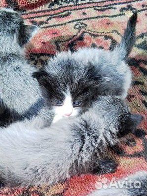 Котята отдам в добрые руки бесплатно
