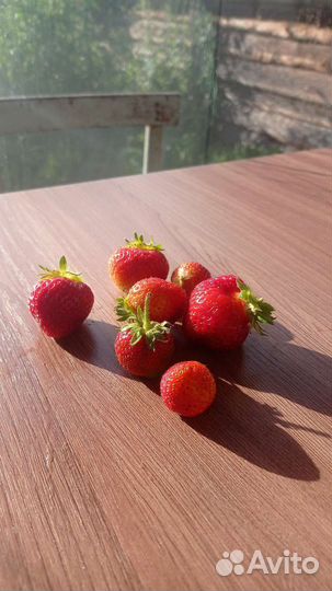 Рассада клубники