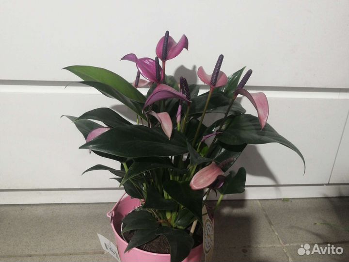 Антуриум, кротон