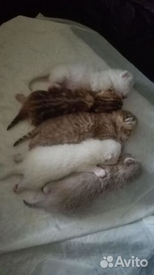 Британские котята