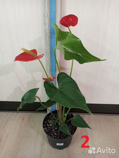 Антуриум, разные виды