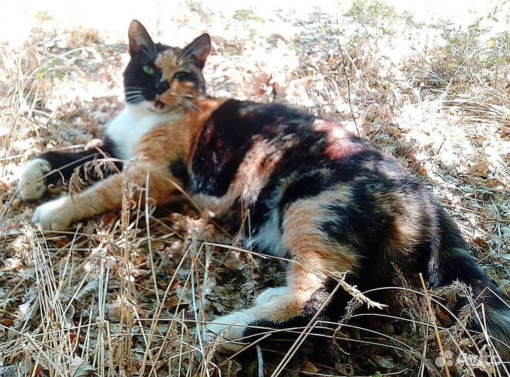 Стерилизованная красавица-трёхцветка на счастье