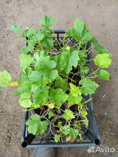 Рассада разная