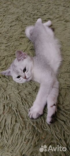 Британские шиншиллы