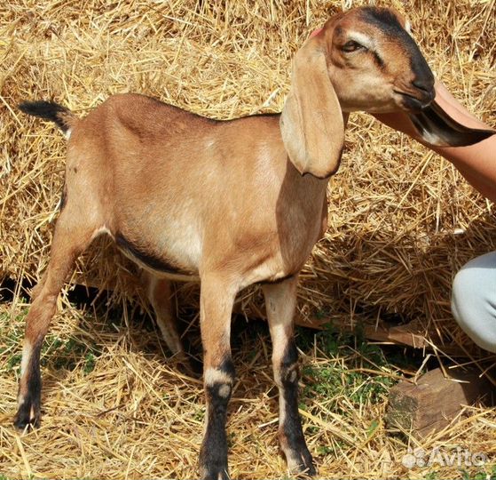 Коза нубийской породы