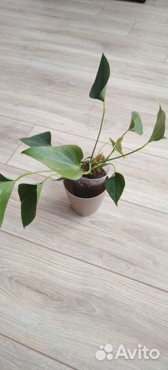 Антуриум красный