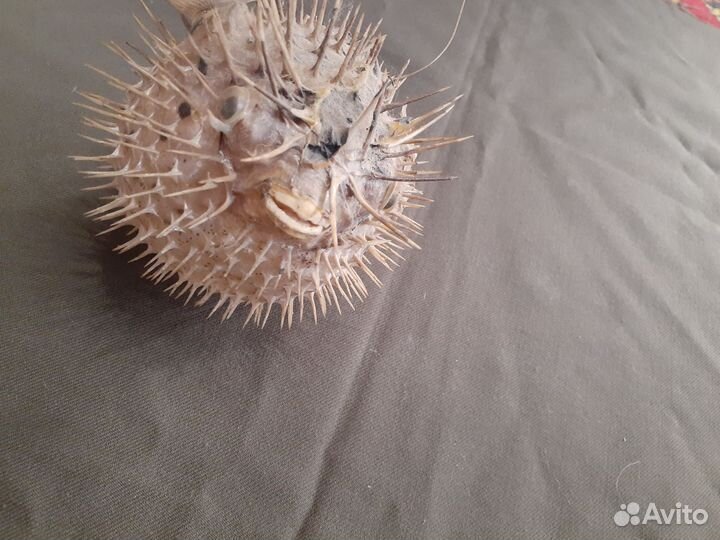 Чучело рыбы фугу