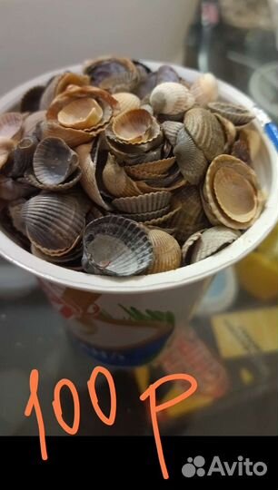 Морские ракушки,рапаны