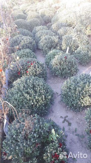 Хризантема мультифлора