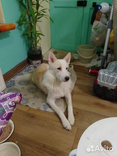 Помесь лайки