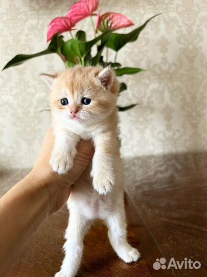 Британские котята с короткой и длинной шерстью