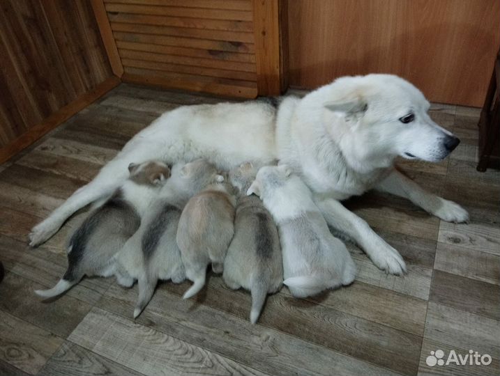 Щенки аляскинского маламута