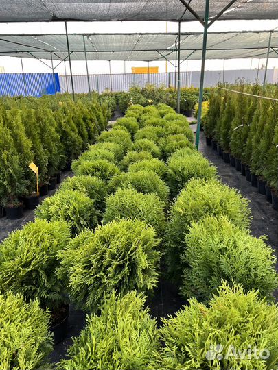 Декоративные растения для сада