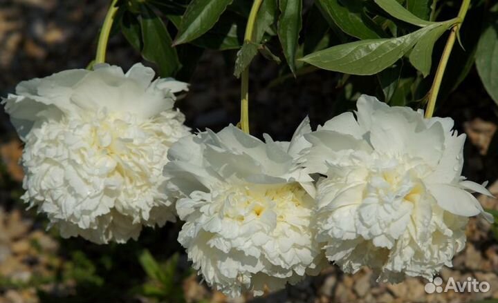 Пион Princess Bride