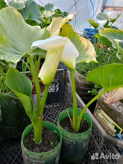 Цветы Калла срезка и горшечка