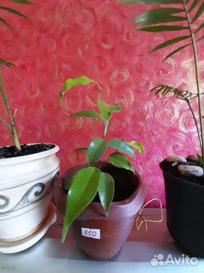 Комнатные растения