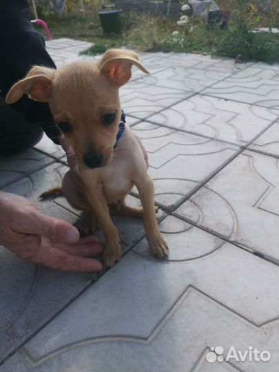 Щенки русский той-терьер