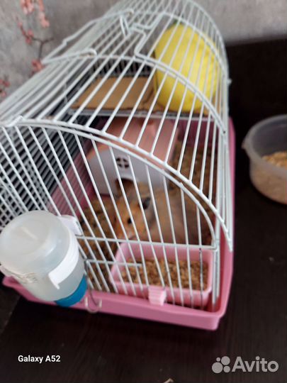 Сирийский хомяк с клеткой