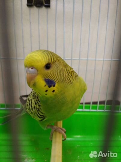 Волнистый попугай