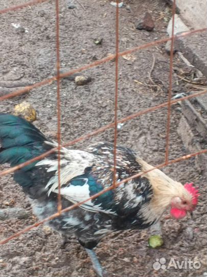 Молодые петухи разных пород