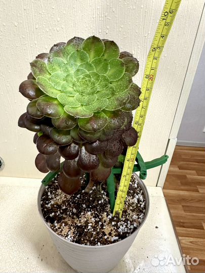 Эониумы разные