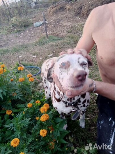 Собака долматинец