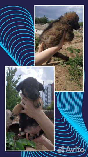 Кутята в добрые руки