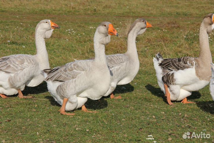 Холмогорские гуси