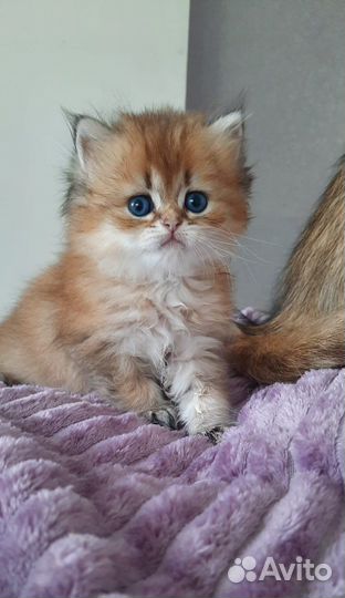 Британские котята