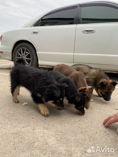 Щенки бесплатно