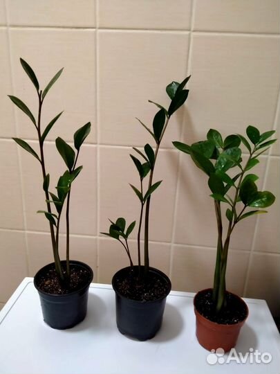 Замиокулькас зензи