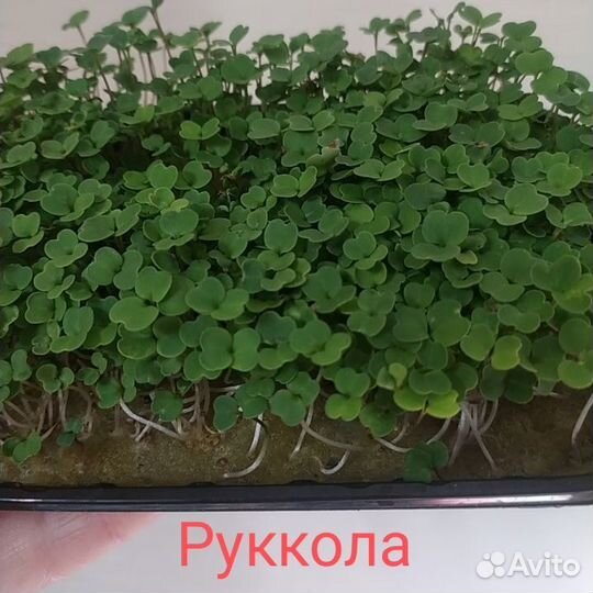 Микрозелень для вас и ваших питомцев