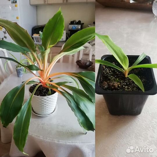 Хлорофитум