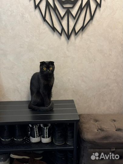 Кошка ищет дом