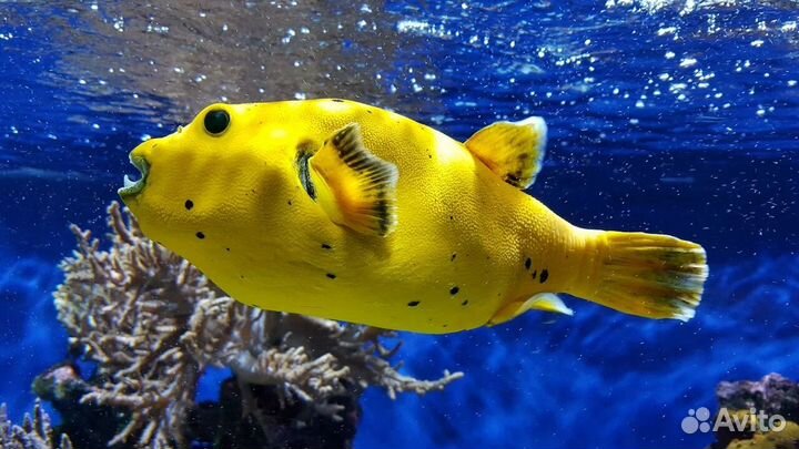 Рыбка Аротрон чертоточечный желтый