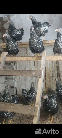 Инкубационное яйцо. Цыплята