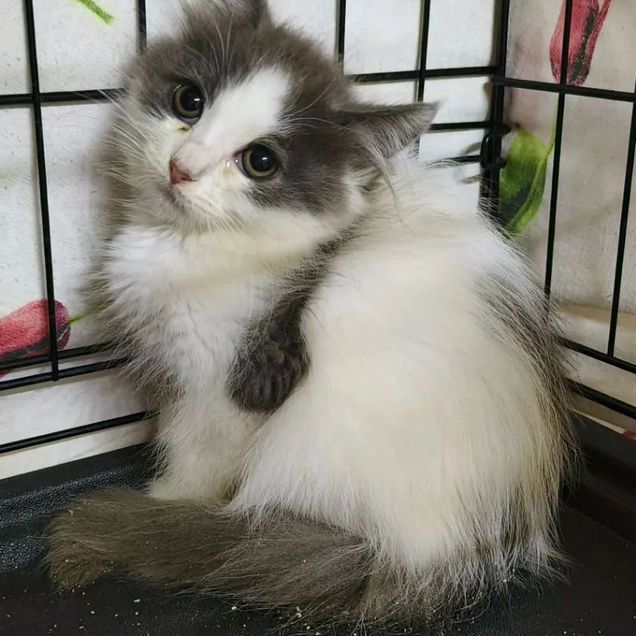 Котёнок в добрые руки