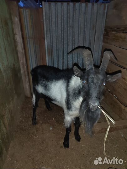 Козел альпийский