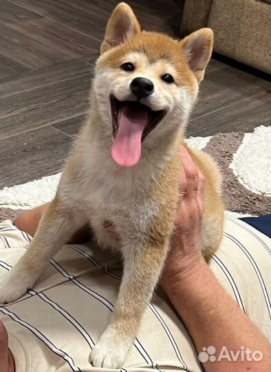 Щенок Сиба Ину