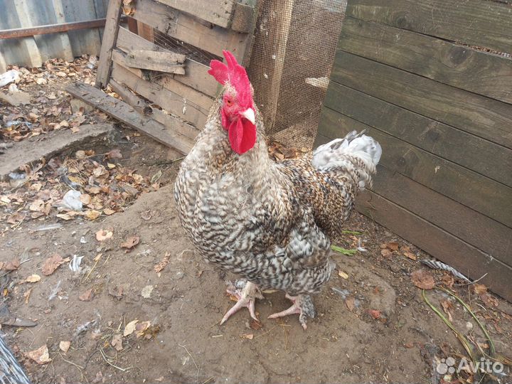 Домашняя птица