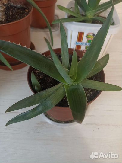 Алоэ вера лечебный 3 х летний