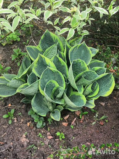 Хоста, ирисы