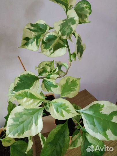 Бугинвилия, циссус лиана