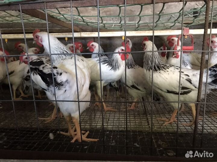 Молодые петухи