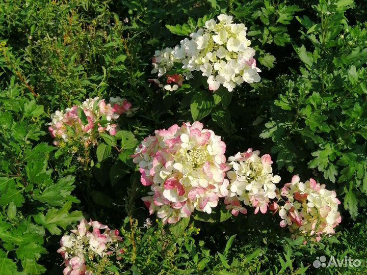 Цветущие кустарники, гортензии