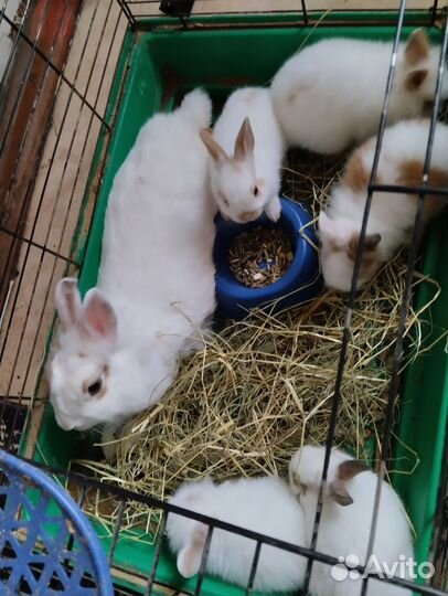 Декоративные кролики